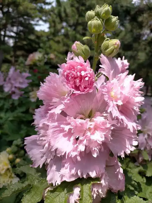 2021年图虫影像历图片征集 花卉组照6幅 - 周洪宽 - 图虫