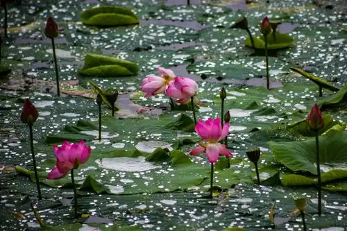 雨后荷塘分外娇