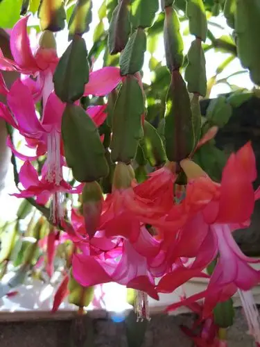 一花一世界之蟹爪兰2018