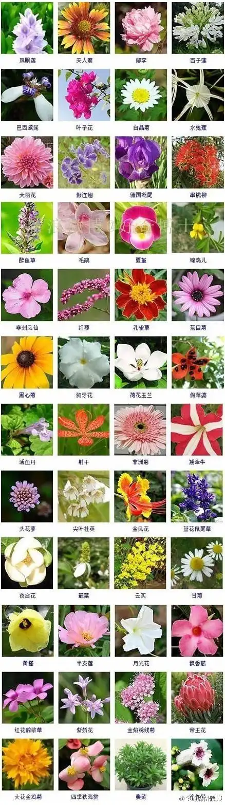 带你认识各种花名各位采花大盗速速采去春天踏青必备好奇博士