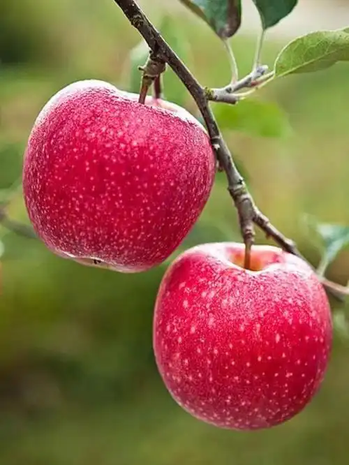 果实累累 飘香四溢