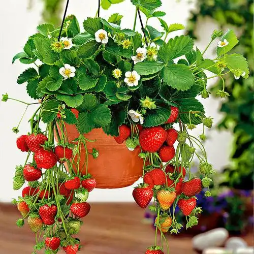 奶油草莓盆栽阳台庭院家庭四季盆栽观果植物带盆土草莓苗带花发货