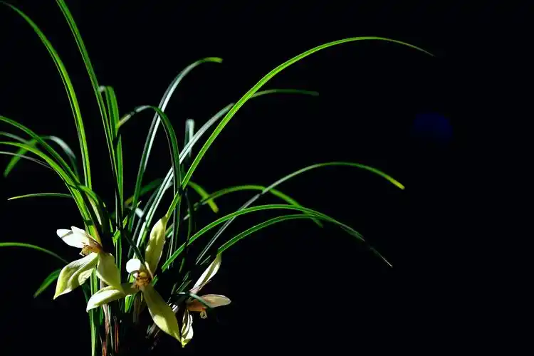 花中君子——兰花