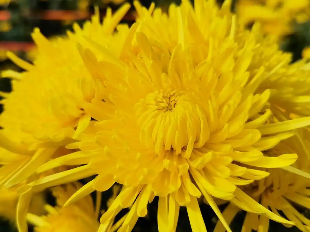 肥东县古城镇:金丝皇菊铺就金色致富路