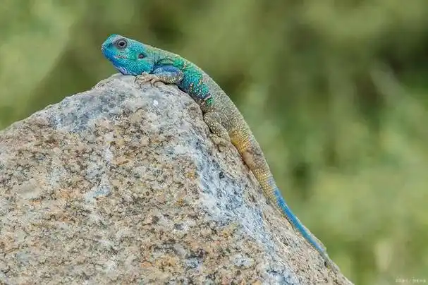 蓝斑蜥蜴,又名珠宝蜥,雄性和雌性的身体两侧都有蓝色斑点