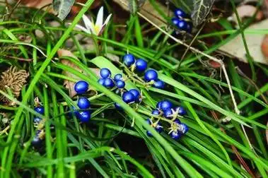 请问这是什么植物的果实,图一为果实,图二为果实核