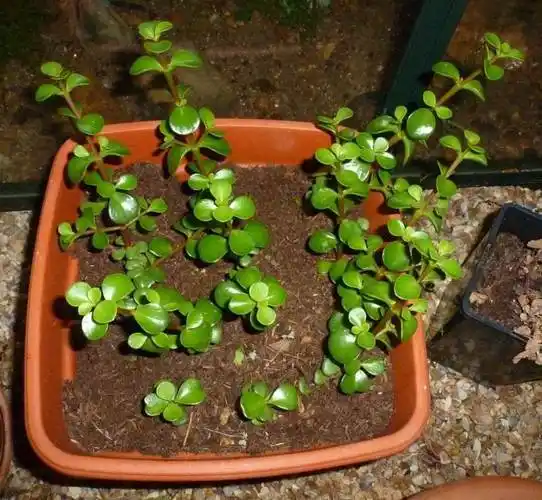 气温慢慢下降,金枝玉叶也要做好保暖,养根养叶冬天也能枝繁叶茂