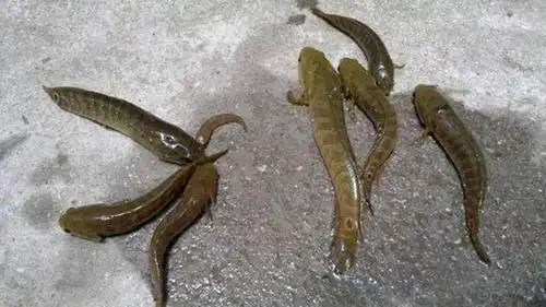 老斗门小时候河里田间的这些野生小鱼,你还记得几个?