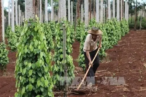 越南最新消息,越南最新消息,越南最新消息,越南新闻,越南新闻,越南