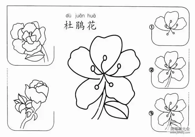 杜鹃花怎么画花朵简笔画-简笔画大全