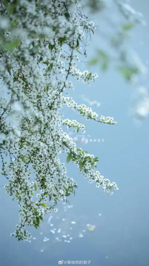 单瓣李叶绣线菊