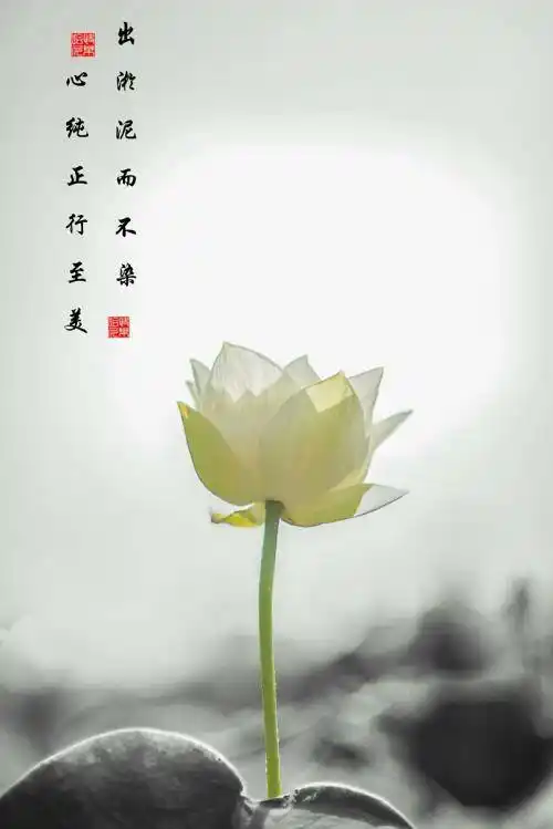 荷花出淤泥而不染图