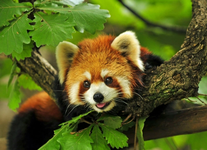 小熊猫幼崽亮相纽约 圆脸长尾惹人爱