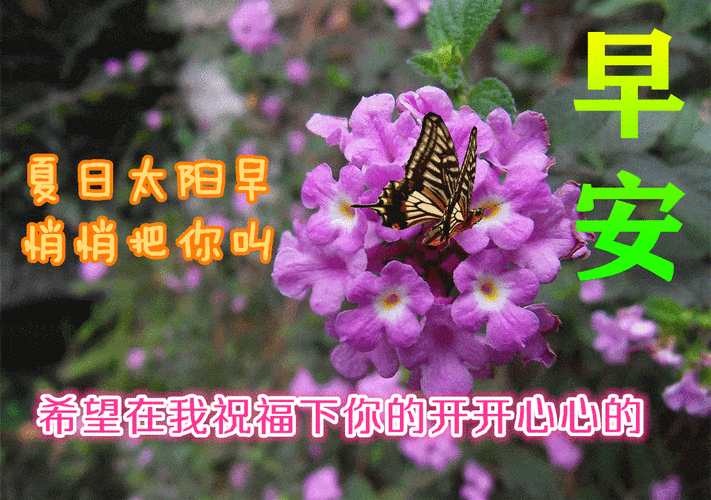 8月4日最漂亮早上好动态表情图片大全早晨好动图美图大全