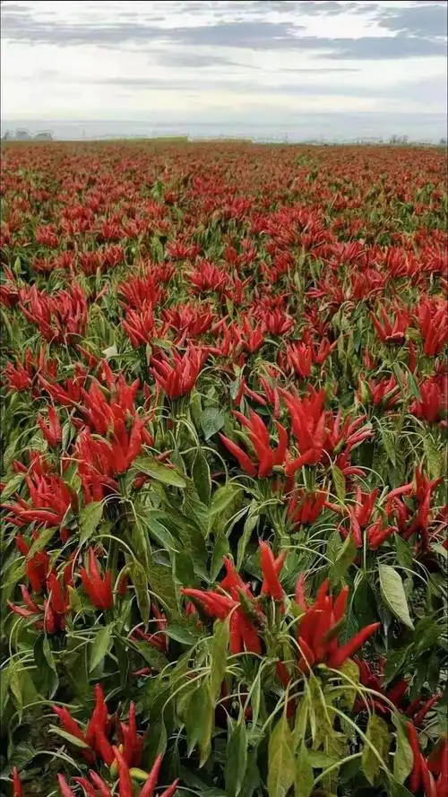 朝天椒苗 艳红朝天椒苗 单生朝天椒苗