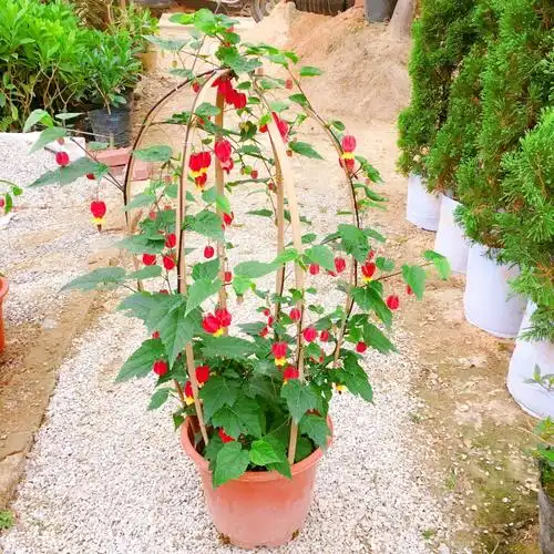 红灯笼倒挂金钟盆栽爬藤绿植植物四季开花宫灯时令草本花卉