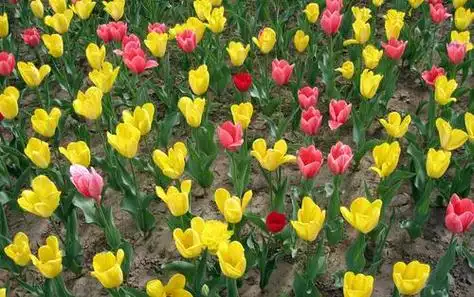 4类"种球花",花期在春天,成片种更美丽