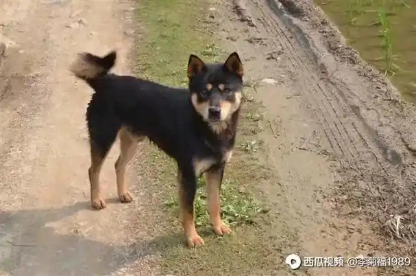 中国柴犬"四眼铁包金",农村用来看宅的土狗,养起来省心