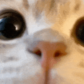 卖萌表情小奶猫表情包三