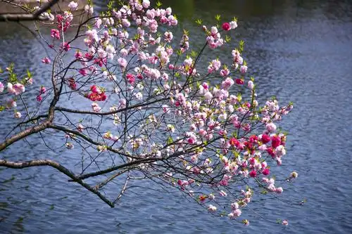 《醉美蠡园》 写美篇无锡蠡园阳春三月天的桃花相伴柳条叶儿盛开时,好