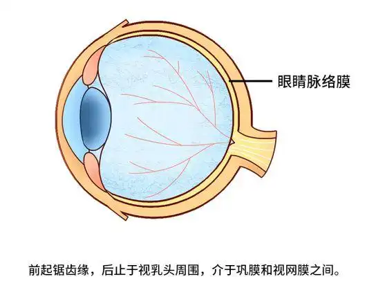 烟草中毒性弱视眼部脉络膜变薄罪魁祸首竟是