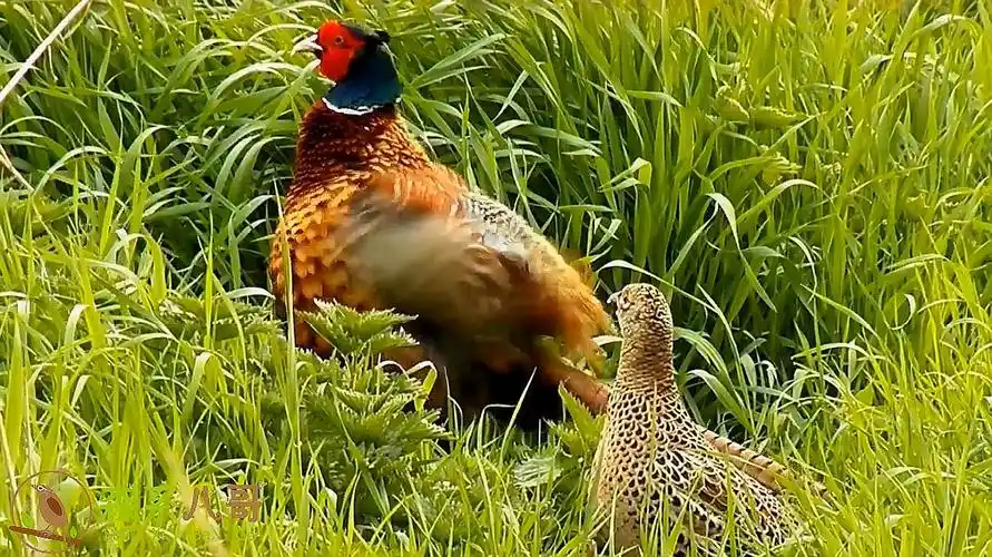 正宗公野鸡的啼叫声,把母野鸡也吸引过来了-动物视频-搜狐视频