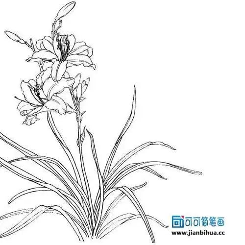 萱草花简笔画