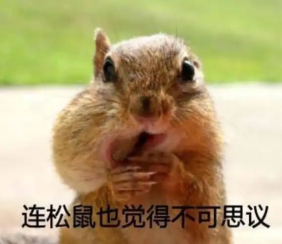 表情包连松鼠也觉得不可思议