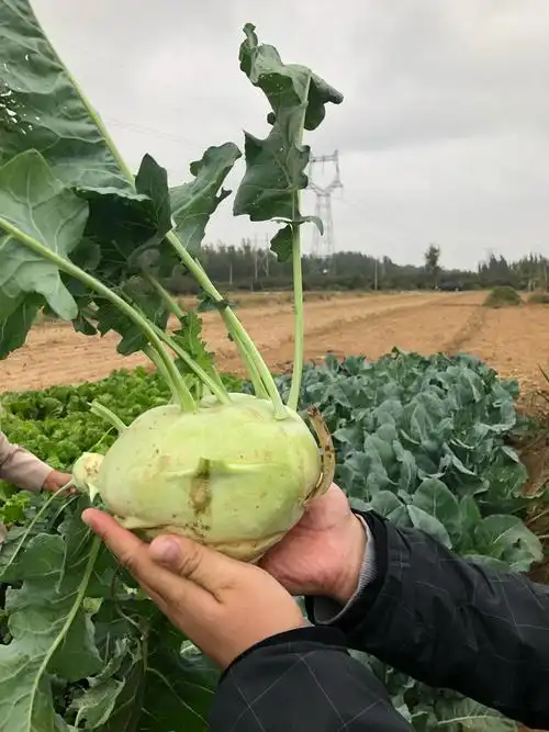 这就是苤蓝,甜甜脆脆的,无论是凉拌还是炒着吃,都特别好吃.