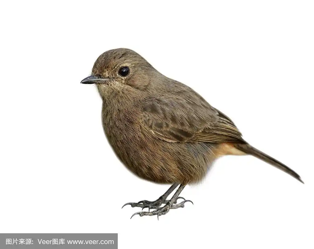 美丽的圆嘟嘟的棕色鸟,羽毛从头部到尾部,喙到脚趾的细节被孤立在白色