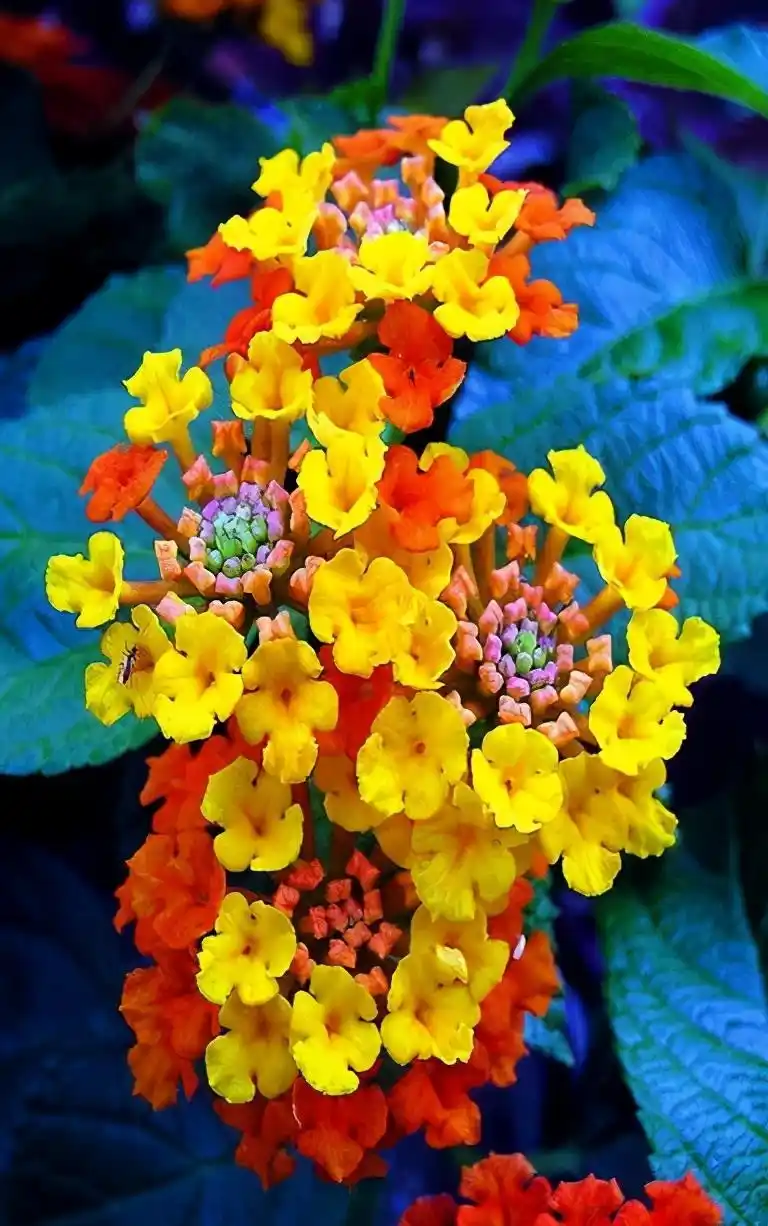 全球最美的花儿,你看过见过?