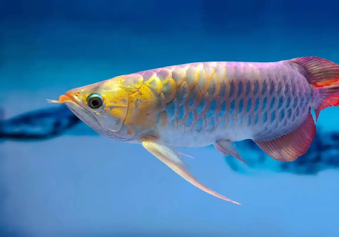 #手机摄影 #观赏鱼 #金龙鱼 富贵吉祥之鱼…… - 抖音