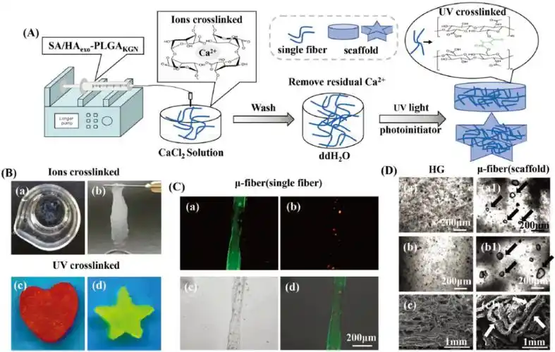 分别经过b -a,b)离子交联和b -c,d) uv交联后sa/haexo-plgakgn支架的