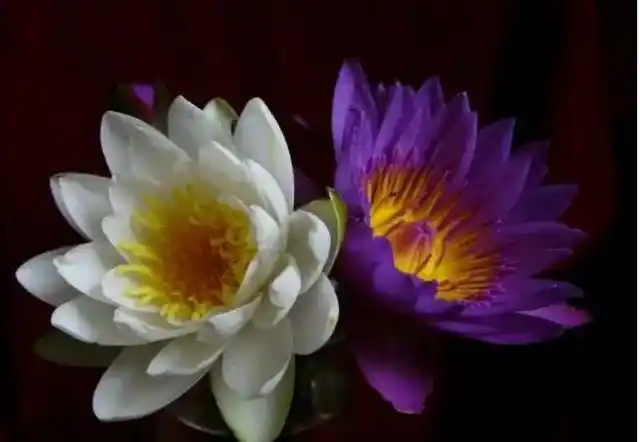 象征冷血无情的植物有:蓝色妖姬,鸢尾花 ,彼岸花,双生花 ,梅花,蓝雪花