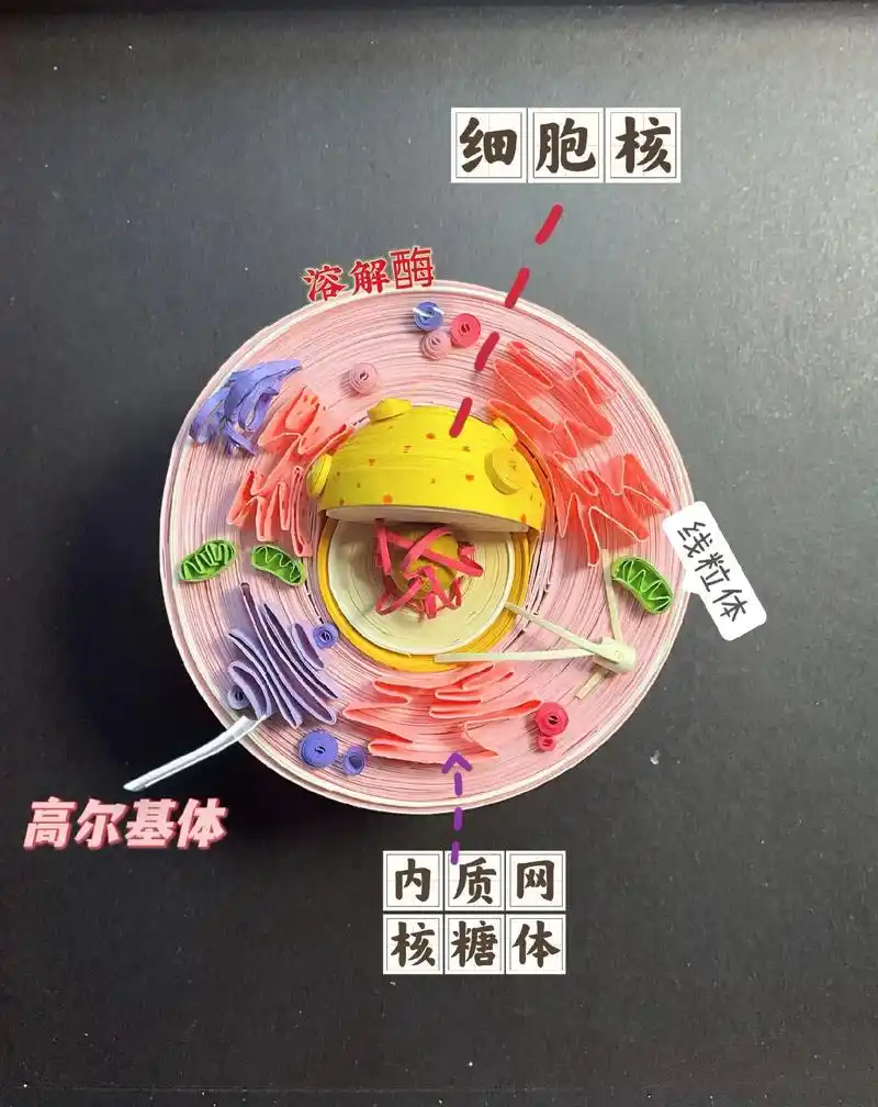 纸艺立体生物细胞模型.