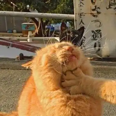 橘猫掐脖子 - 「橘猫掐脖」沙雕情头系列_情头头像_情头表情