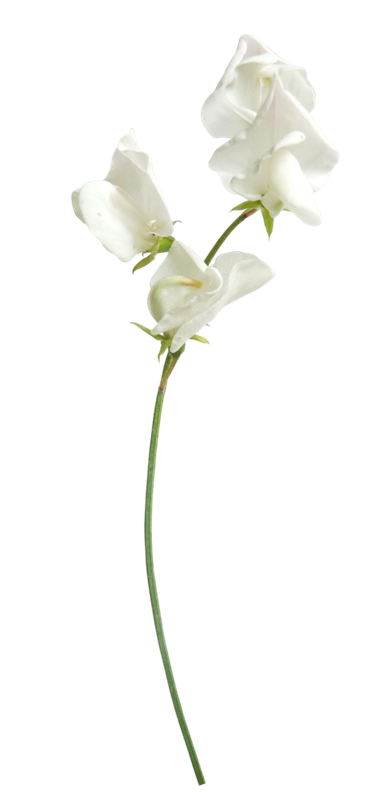 荷花树木花草蔓藤png免抠图素材彼岸桃花