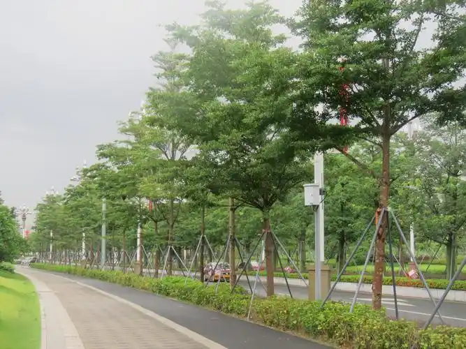 行道树绿化带种植树形整齐有层次的小叶榄仁,下面种植大红花和红花
