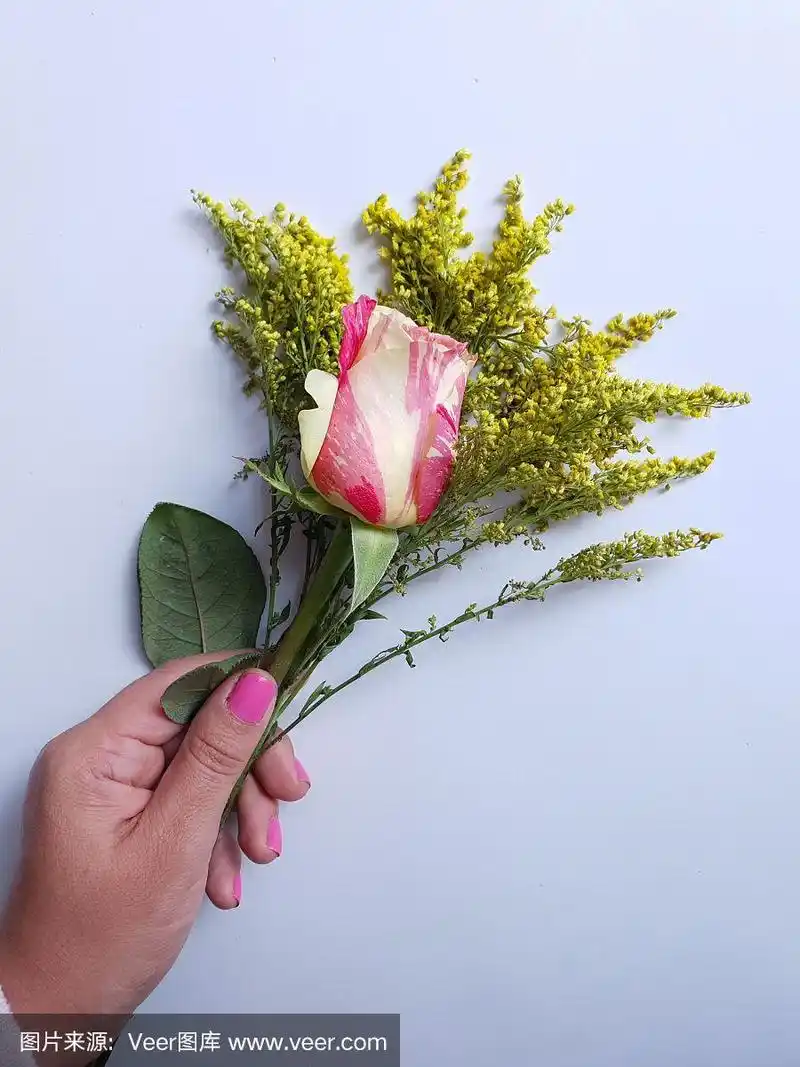 一个女人的手拿着一朵粉红色的玫瑰花