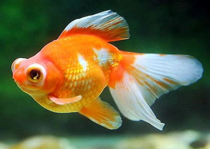 池塘里的小金鱼