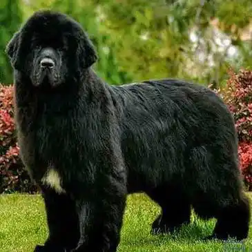 在顺德,这27种烈性犬禁养!_terrier_文明_城市