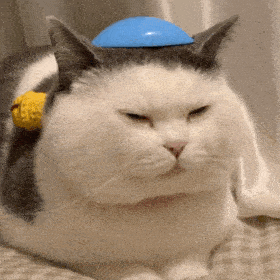 网红猫咪猫咪头盔表情包第九弹