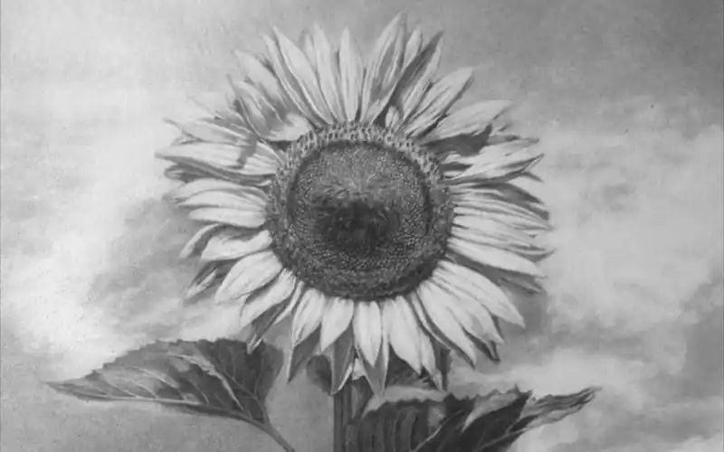 素描花卉—向日葵