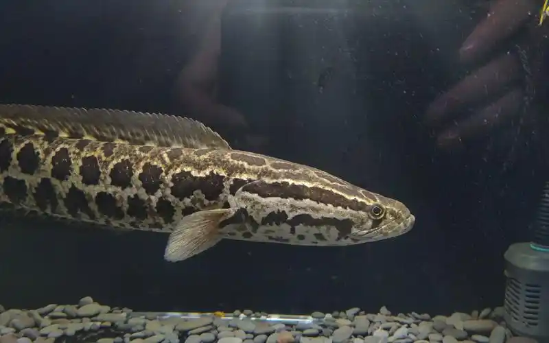 【乌鳢】眼巴巴等着喂食的样子