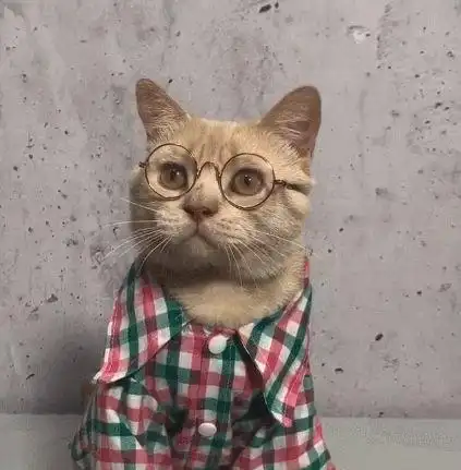戴眼镜的猫
