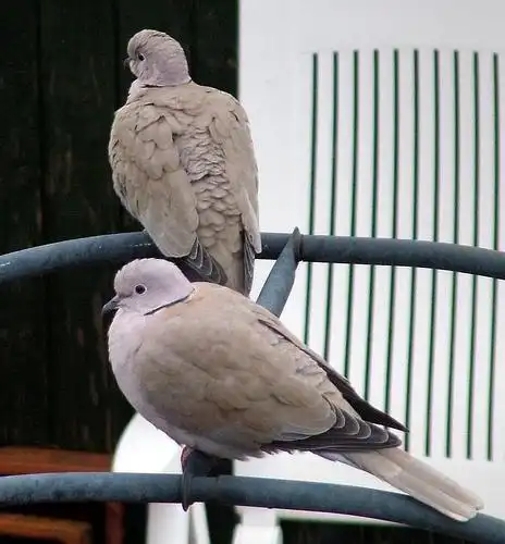 turtle doves