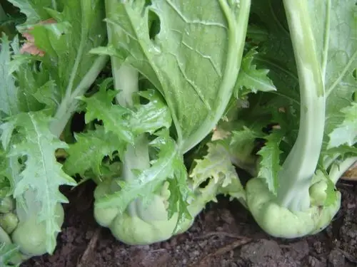 好品种┃既高产又适合加工,这两款榨菜不错!