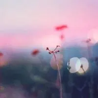 淡雅高贵风景头像的图片_微信头像图片大全