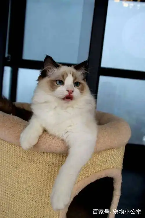 布偶猫为什么这么贵?它拥有甜美的外表,任何表情都可爱到极致