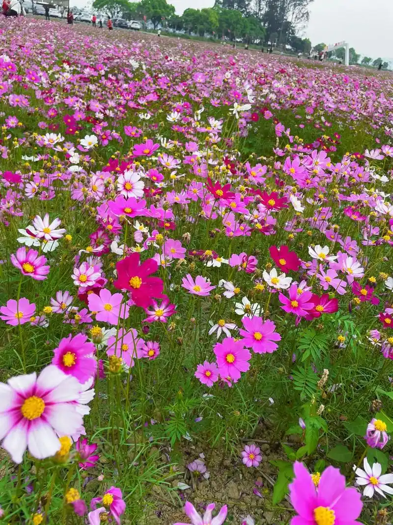 克拉玛依波斯菊种子多久发芽生产厂家,景观花卉种子,花海造景种 - 抖